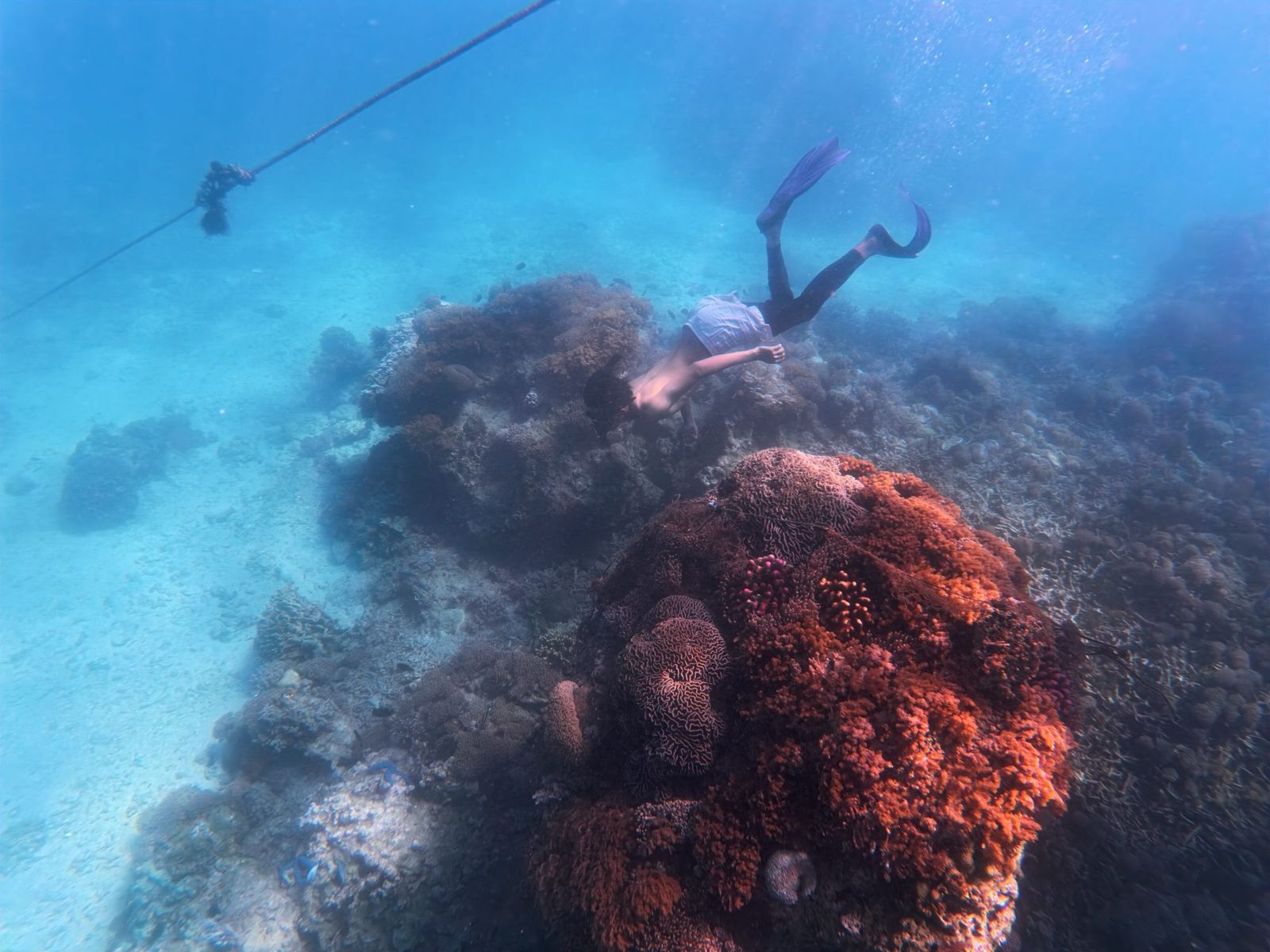 Coral garden