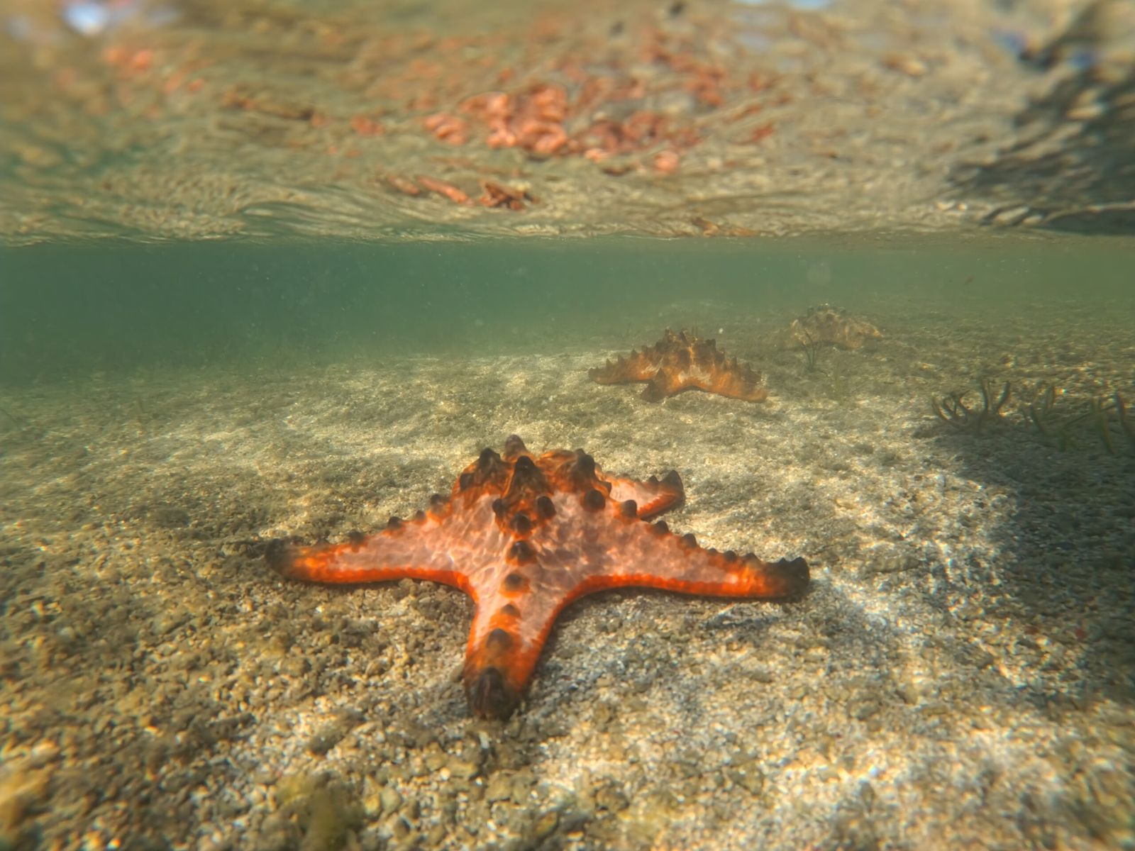 Starfish in shallow water